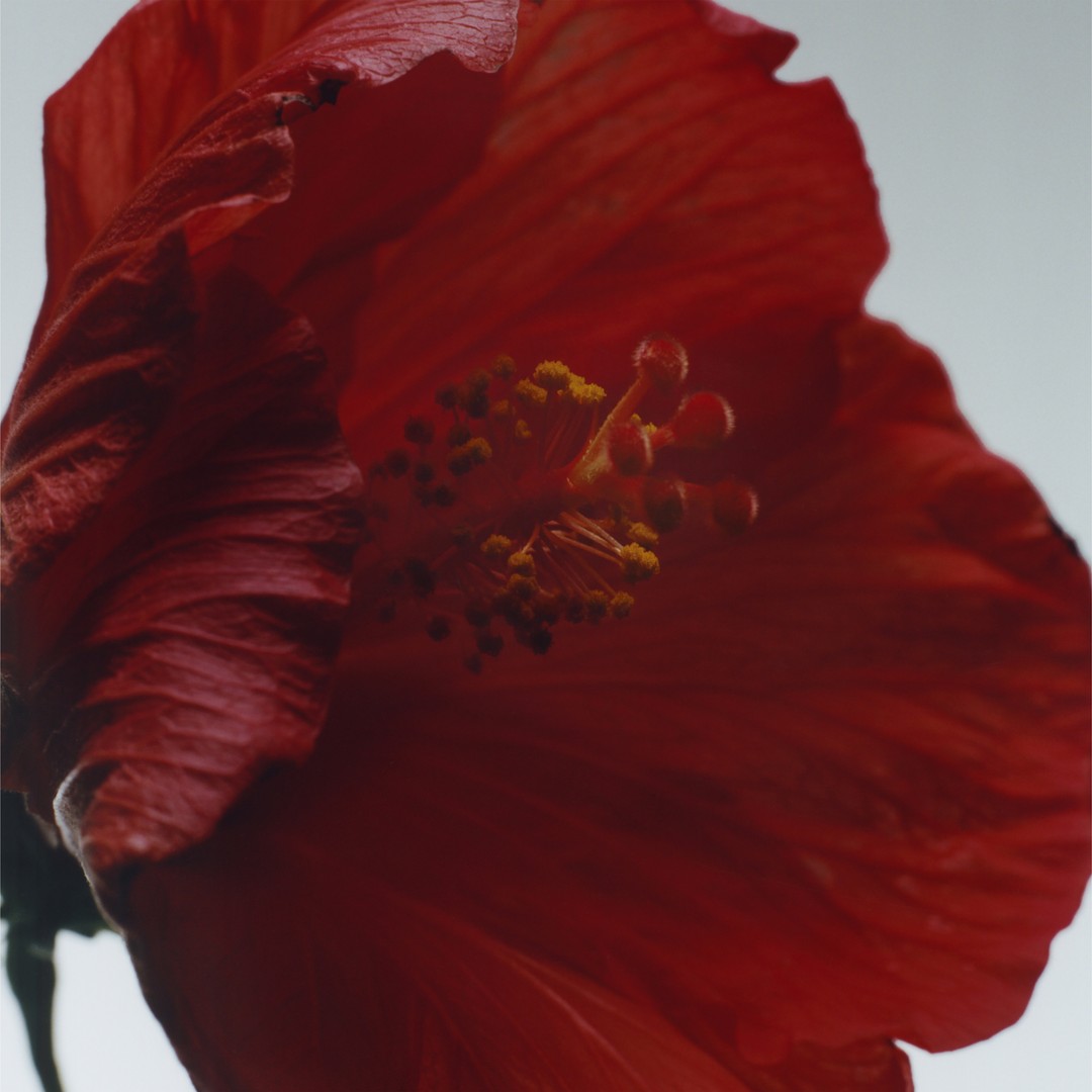 Red Hibiscus - Cologne Intense