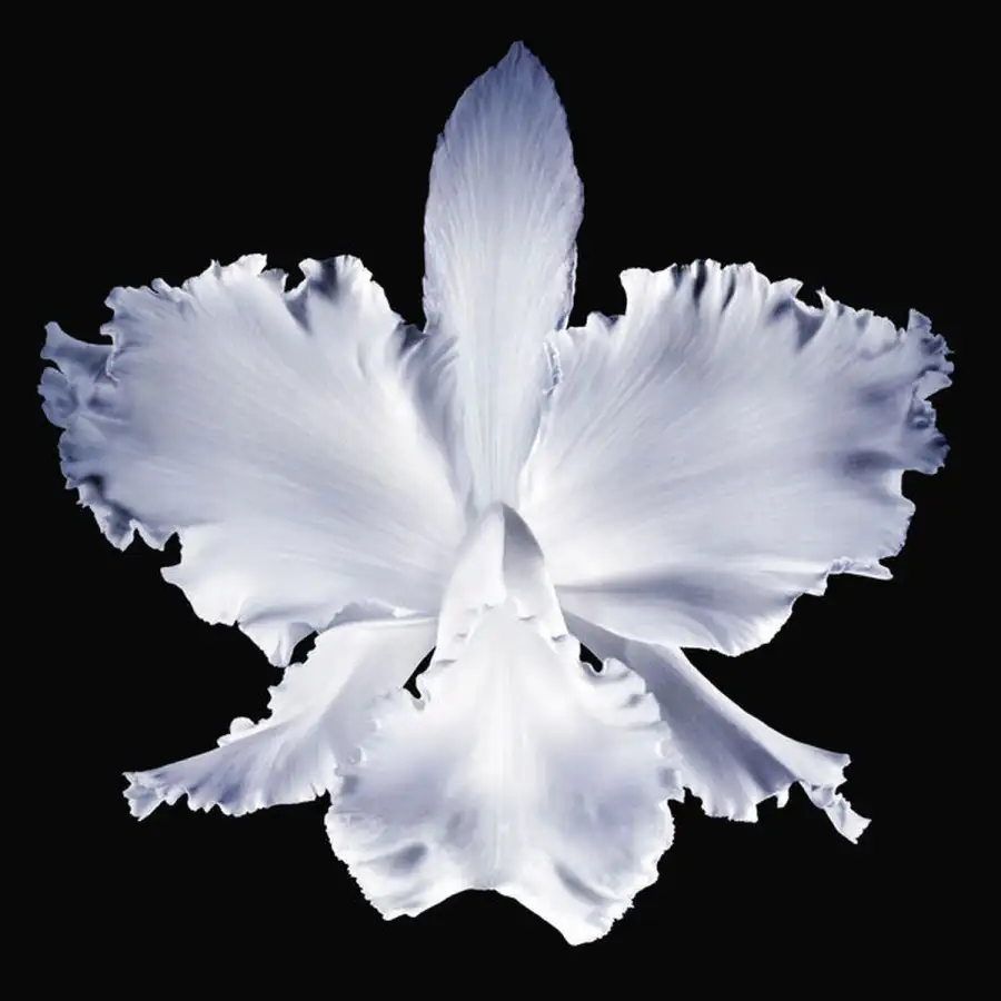 Orchidee Imperiale Creme Rich  50 Ml